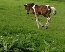 First Foal Born at Elvetham in 100 Years