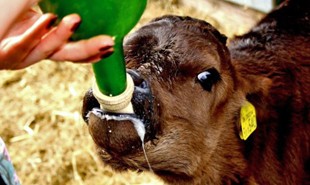 Hand-feeding a calf